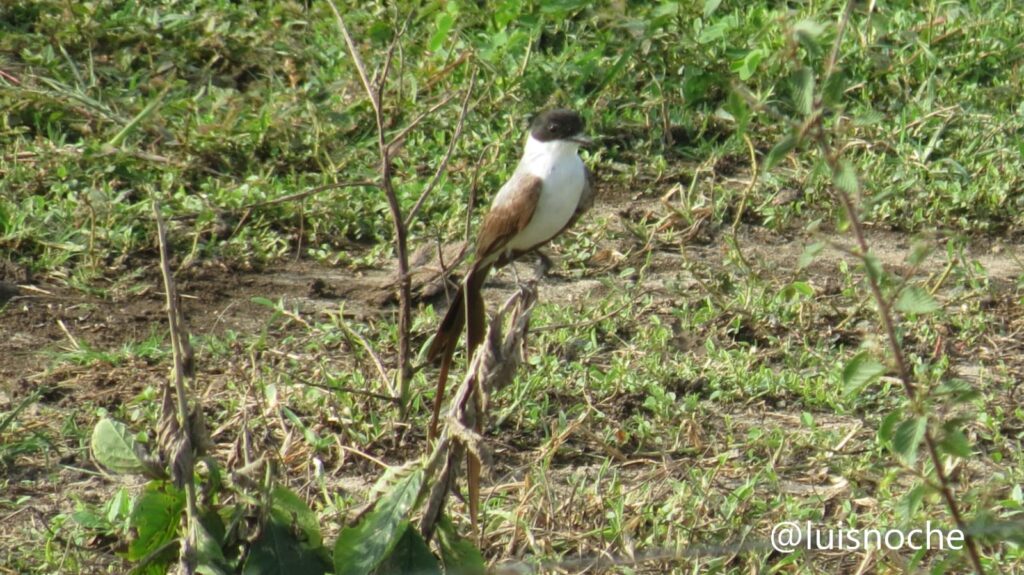 whatsapp image 2025 12 09 at 09.57.14 (2)